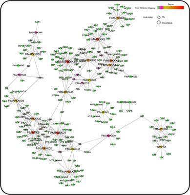 Genome-Wide Identification of MAPK, MAPKK, and MAPKKK Gene Families in Fagopyrum tataricum and Analysis of Their Expression Patterns Under Abiotic Stress